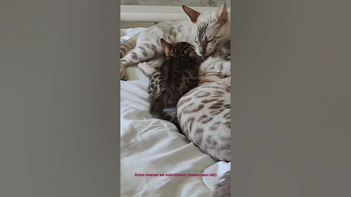 Video 653001: chaton bengal snow