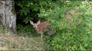 fawn