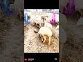 #viralvideo #kangaldog #viralvideo #shortsvideo #famousshorts #amazingfacts #amazingshorts #bigdog