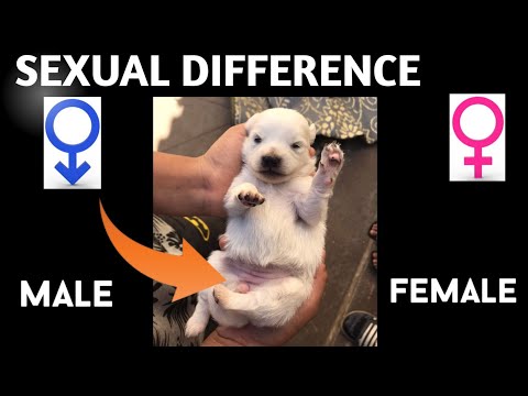 कुत्ते के लिंग को आसानी से पहचानें - चाहे वह "लड़का" हो या "लड़की"?