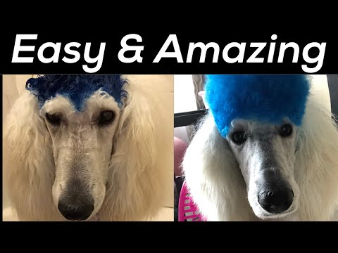 Dog Hair Dye Tutorial | Tips and Tricks