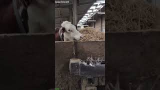 Lazy Cat blocks the way - Viral Animals 💥 Big Laugh!