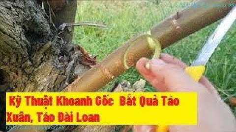 Hướng Dẫn Cách Khoanh Gôc Táo Xuân, Đài Loan Bắt Quả Vụ 2021 I Nui Doi Luc Ngan 98