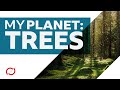 Can trees save the planet  bbc my world
