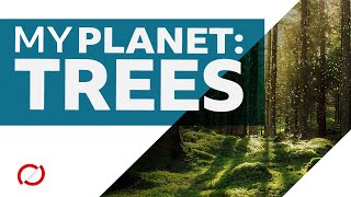 Can trees save the planet? - BBC My World