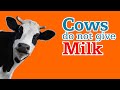 Cows do not give milk 