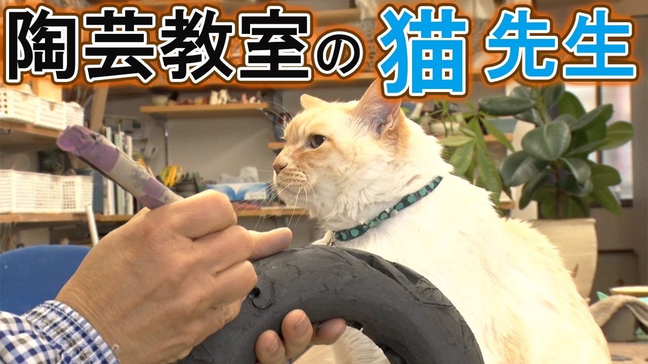 陶芸教室のニャンコ先生