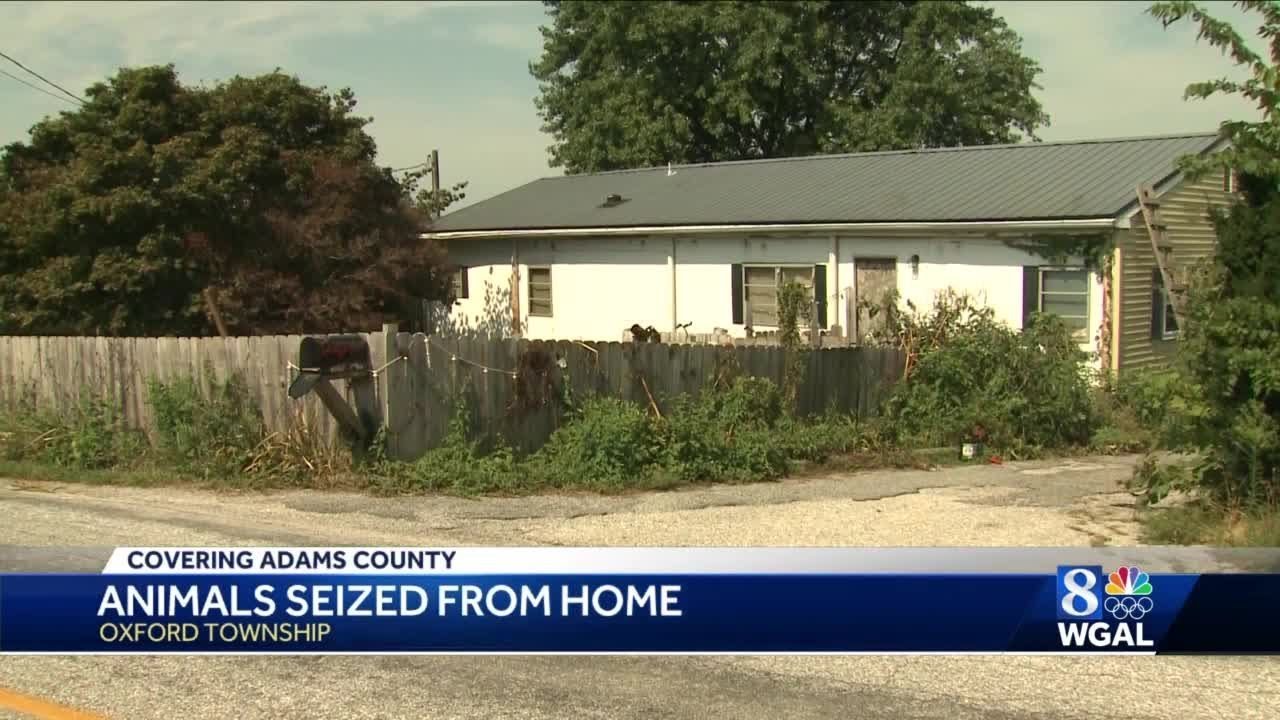 Adams County SPCA seizes dogs living in 'deplorable' conditions YouTube