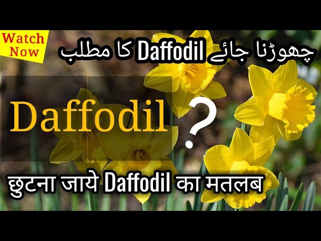 Hindi Urdu Daffodil Ka Matlab