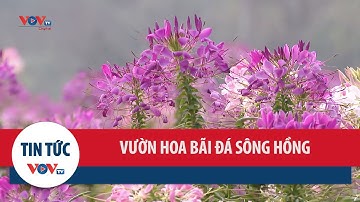 Sắc Xuân nơi vườn hoa bãi đá sông Hồng