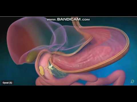 Video: Hansı orqanoidlər həzm fermentlərinin kisələridir?