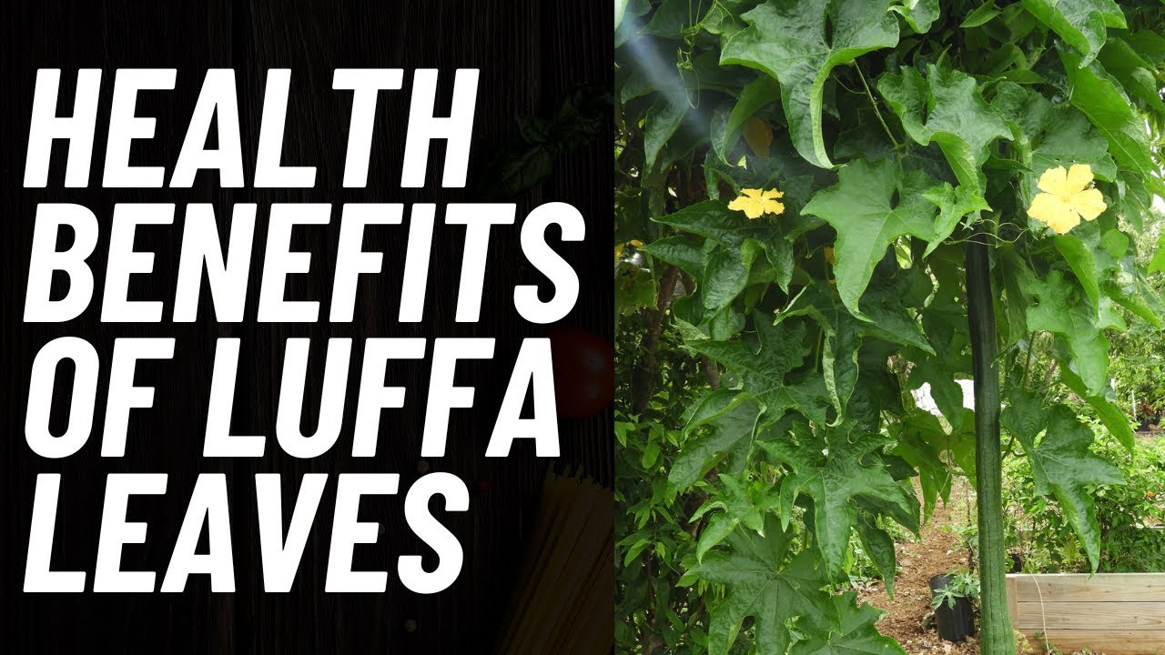 Health Benefits of Luffa Leaf