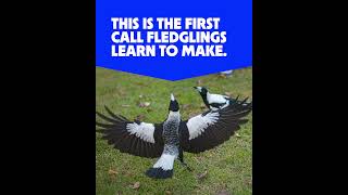 Baby magpies learn to speak just like humans do @universitywa