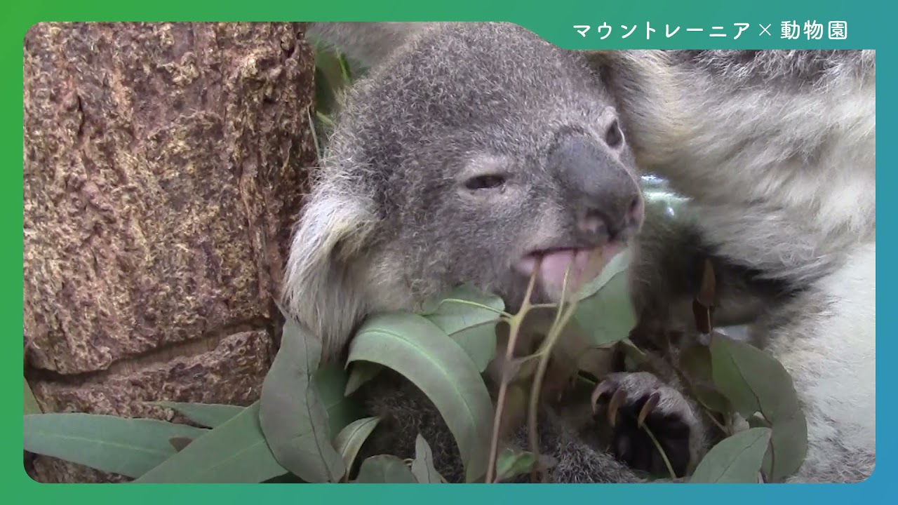 Mt Rainier マウントレーニア 深い癒やし動画 コアラ赤ちゃん 埼玉県こども自然動物公園 篇 Youtube Mt Rainier マウントレーニア 深い癒やし動画 コアラ赤ちゃん 埼玉県こども自然動物公園 篇 Youtube