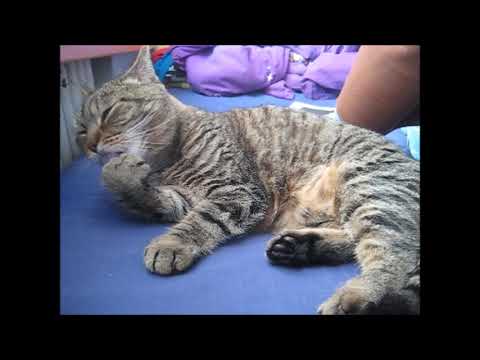cat แปลว่า Ear flippin' paw lickin'