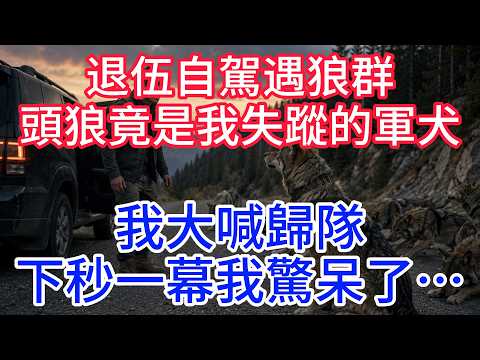 退伍自駕遇狼群，頭狼竟是我失蹤的軍犬，我大喊歸隊下秒一幕我驚呆了…