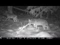 Browning BTC6HD940 Dark Ops 16MP – night – snow and three coyotes