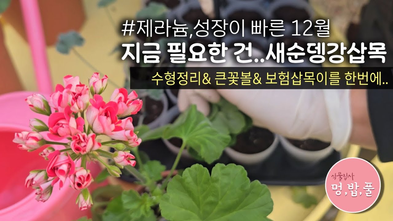 제라늄,#수형정리&큰꽃볼&보험삽목이를 한번에 #새순뎅강삽목 #멍밥풀