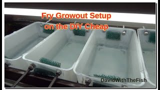 Fry Tank DIY Setup - It Works and is Cheap!