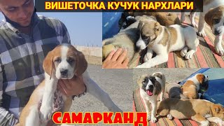 ВИШЕТОЧКА КУЧУК БОЗОРИ ТАЛАБЛАРГА БИНОАН 🐕🦮