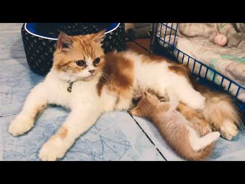 แมวสก๊อตติสโฟล์ด-ผสมแมวไทย ครอบครัวแม่ส้ม