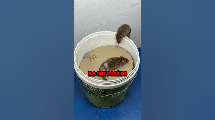 LE MEILLEUR PIÈGE A SOURIS DE TOUS LES TEMPS! @mousetrapeasy.)