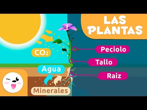 Video: ¿Qué partes de una planta están involucradas en la fotosíntesis?