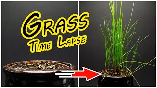 Grass growing - 13 days in one minute [4k]