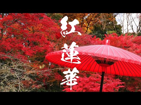 【オリジナルオケで】紅蓮華を歌ってもらってみた(Re:Ver)