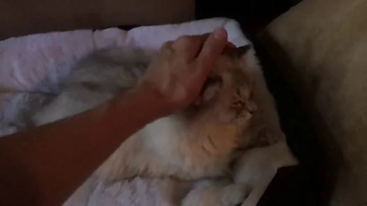 Video 350231: siberian cat talks