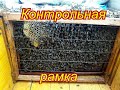 КОНТРОЛЬНАЯ РАМКА. СИРОП ПЧЕЛАМ. УТЕПЛЕНИЕ ЗИМОЙ. ПЕРГА ЗИМОЙ. РАСПЛОД. ЛЕТКИ.