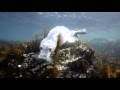 Marine Ecosystems: Balancing Life and Resources in Our Oceans