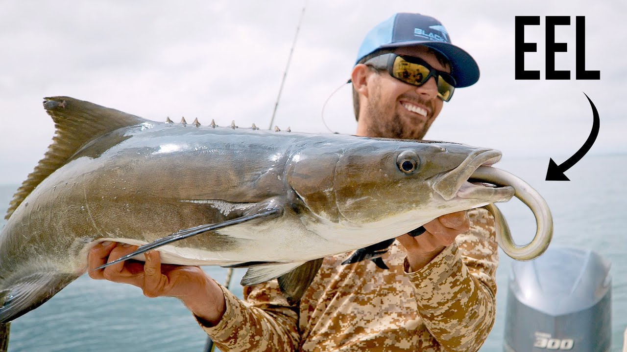 Catching N.C. cobia on eels with BlacktipH Fishing - Carolina Sportsman