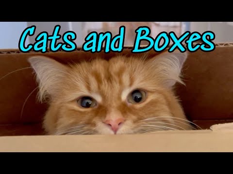 Cats and Boxes - A true love affair 📦❤️