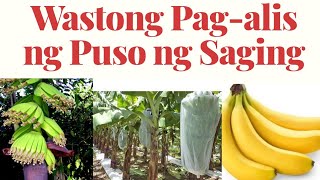 Banana Management //Pag-aalaga Ng Bunga Ng Saging// Buhay Probinsya