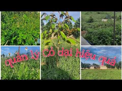 Video: Kiểm soát cỏ dại trên rau: Cách ngăn cỏ dại ra khỏi vườn rau