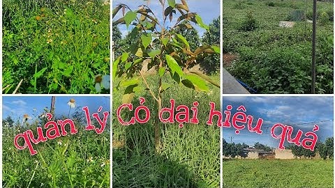 Quản Lý CỎ DẠI như thế nào để hiệu quả cao???