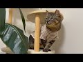 お迎えした保護猫が初めてキャットタワーに挑戦したら…