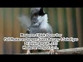 Masteran Ciblek Gacor Yang Di Cari Dengan Suara Yang Berbeda Full Masteran Mp3 - Mp4 Download