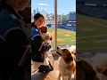 大谷翔平の妻・真美子さんと娘がドジャース球場VIPルームから観戦する心温まる瞬間
