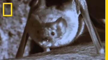 Vampire Bats | National Geographic