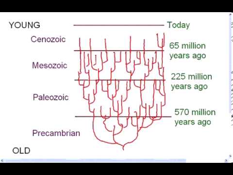 Evolutionary Process