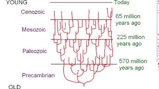 Evolutionary Process