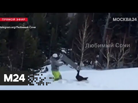 Видео дня! В Сочи на сноубордиста во время спуска напал глухарь - Москва 24