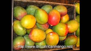 dr oz african mango.avi
