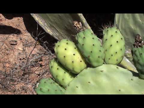 جولة في حقول الصبار : اجي تعرف على الصبار او الهندية ديال ايت بعمران