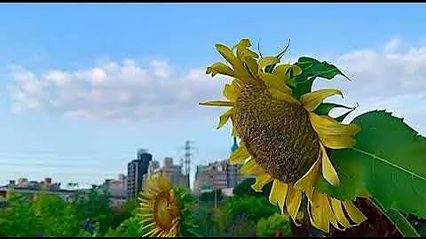 基隆河左岸·觀山河濱公園的清晨｜河面倒映·日出美景 - 天天要聞