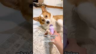 What does corgi do for a living #shorts