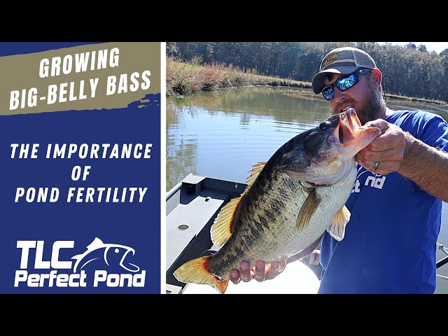 Growing Big Bass in a Fertile Pond Farm - A Simplified Pond Food