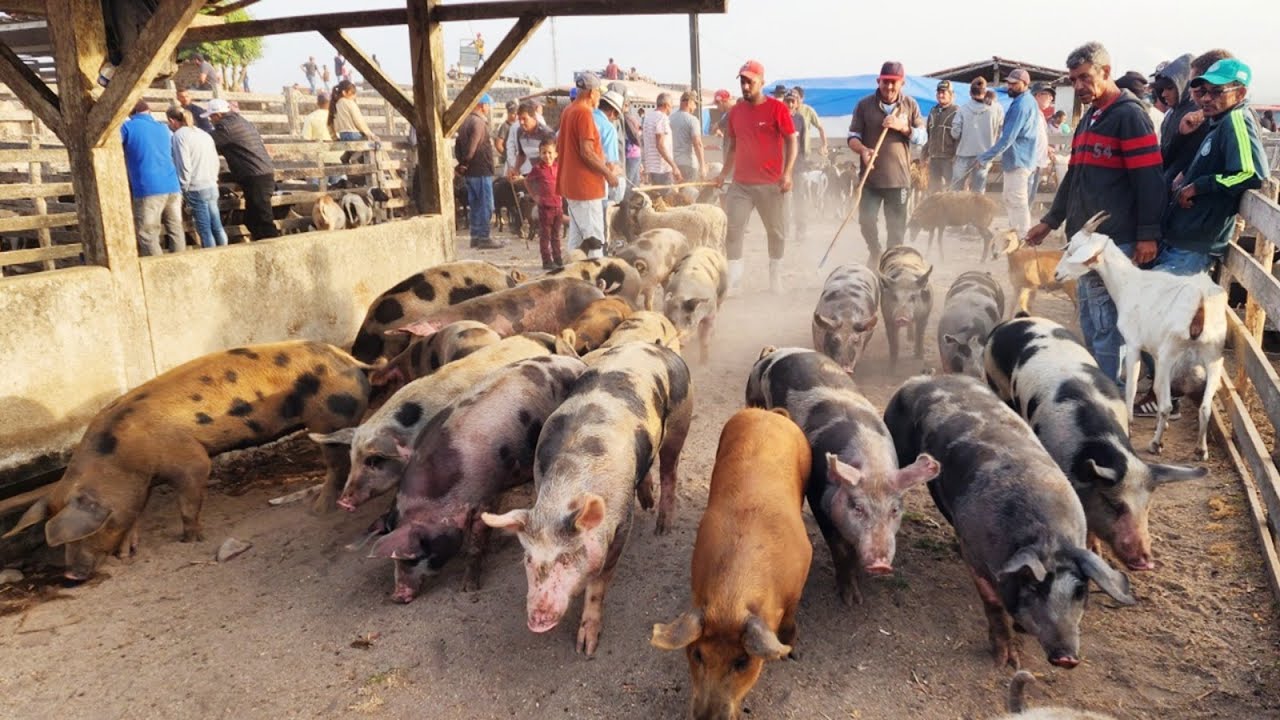 FEIRA DE SUÍNOS EM CAPOEIRAS-PE   30-01-2026 #nordeste